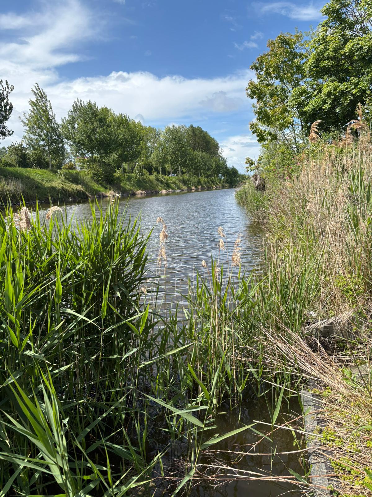 Het kreekwater met riet langs de Zwinstraat bij La Terrasse 364